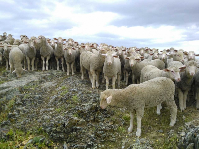 UPA-UCE Extremadura advierte de la crtica situacin del ovino por la sequa y los bajos precios