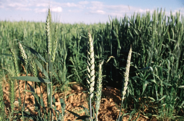 Suben los precios de la cebada y del trigo blando en los mercados mayoristas