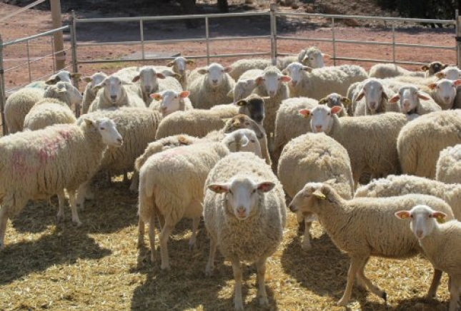 El proyecto Pirinnovi disea un sistema de recogida automtica de pesos de los corderos