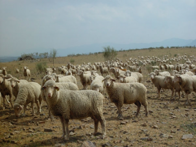 Un rebao trashumante de 1.500 ovejas merinas pasar este fin de semana por la madrilea Sierra de Guadarrama