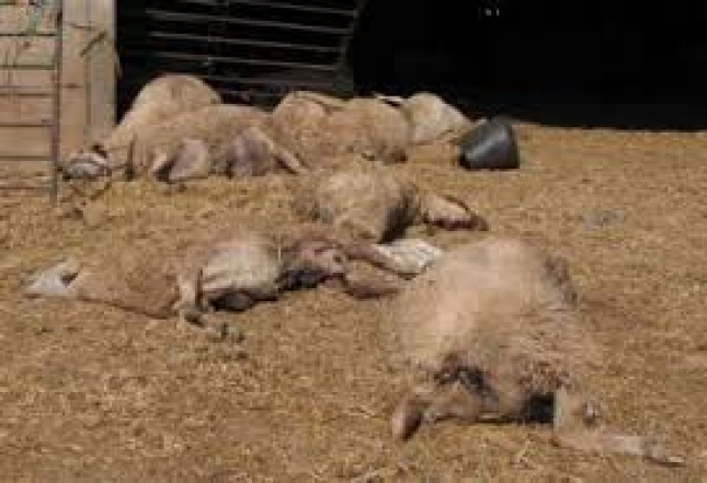 Un ataque de lobos al sur de Gredos deja 15 ovejas muertas en el Titar