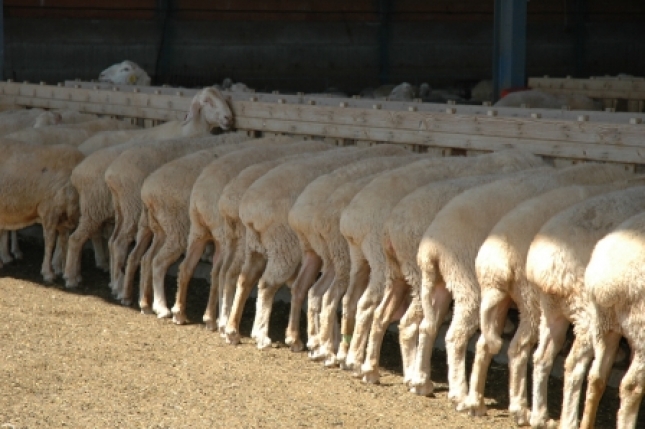 El pienso para el cebo de corderos se encarece un 1,6% en el mes de octubre