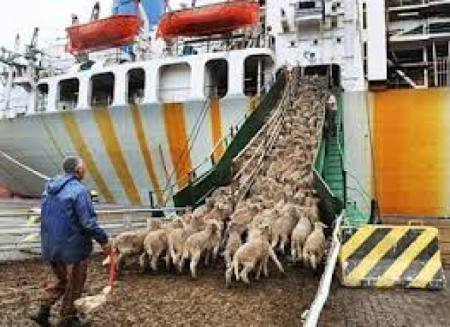 El Partido Animalista Pacma reclama ante la sede de UE en Madrid la prohibicin del transporte animal en largos recorridos