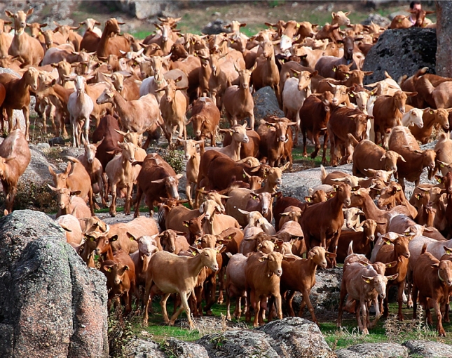El peso de los caprinos sacrificados en Espaa aumenta 1,5 kilogramos en un ao