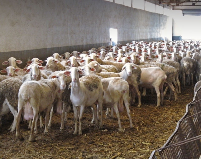 La produccin de leche de raza Manchega se incrementa un 29% en tres aos
