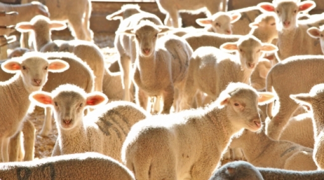 La subida de carne ovina en abril por el cambio de Semana Santa no evita una cada anual del 7,5%