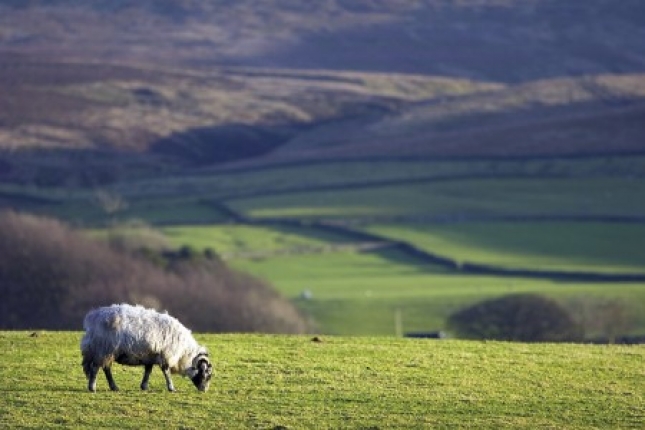Nueva Zelanda impulsa la cra de las primeras ovejas con un baja en emisiones de metano