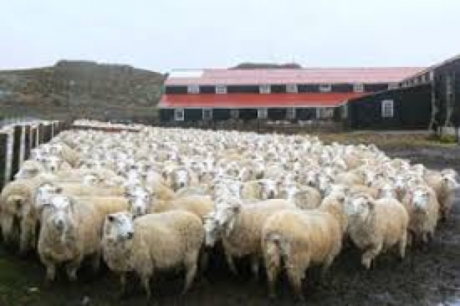 Estrategias de prevencin para la oestrosis ovina y caprina en explotaciones de Extremadura