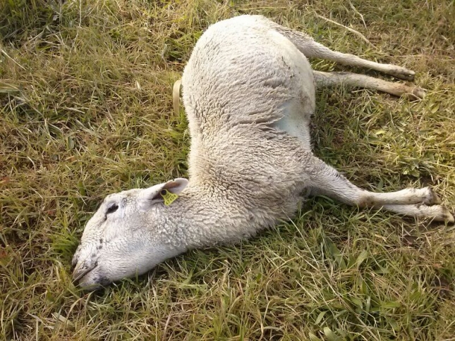 Un ataque de lobos mata a seis ovejas en Serranillos (vila)