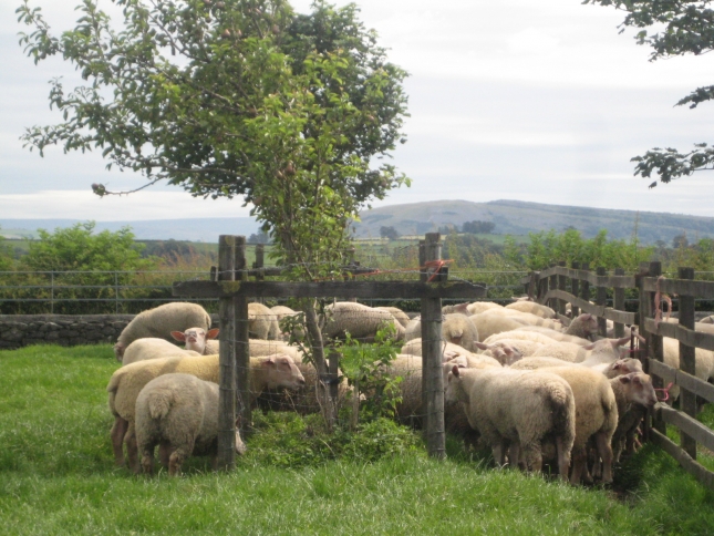El tamao del rebao y la disminucin de costes determinan la rentabilidad del ovino de carne en Oceana