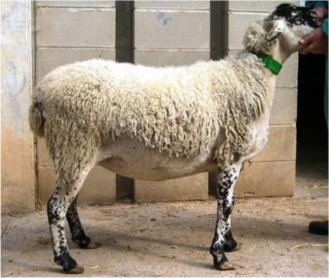 El territorio de las razas (XXXVIII): Ripollesa, una oveja identificada con Catalu�a