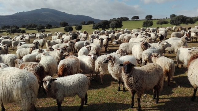 El potencial de produccin de las granjas de ovino lechero crece un 12,8% en el ltimo ao