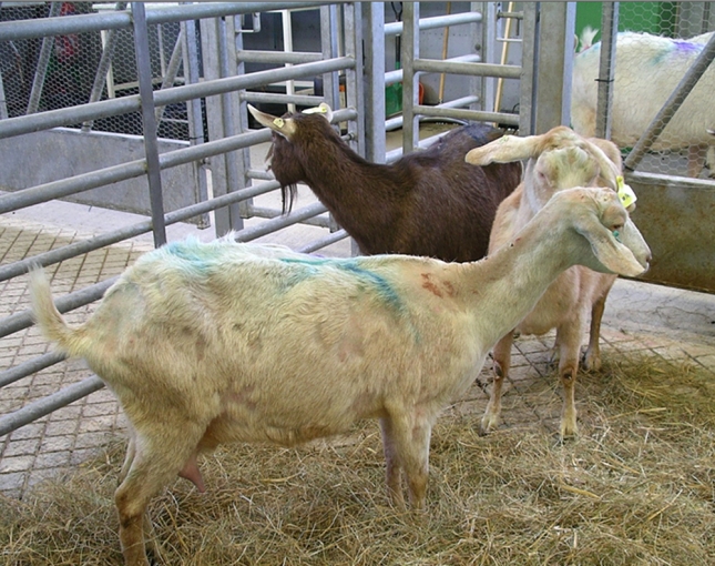 La Comunidad Europea reconoce a Aragn y Catalua como libres de brucelosis ovina y caprina