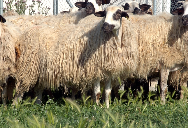 La leche de oveja vendida bajo contrato se eleva un 39,1% durante el ltimo ao