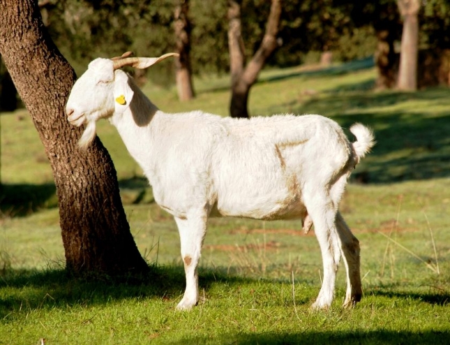 El territorio de las razas (XXV): Los problemas de supervivencia de la cabra Blanca Andaluza