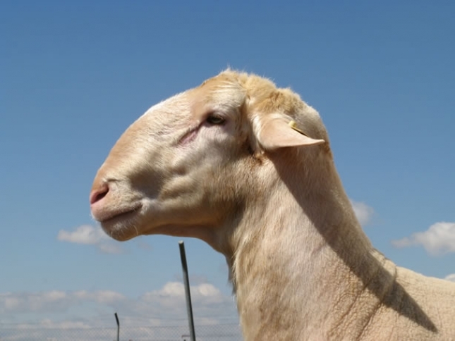 El Cat�logo de Sementales de la raza Manchega vuelve a tener 18 animales mejorantes