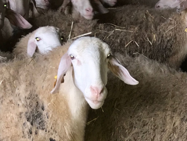 Descubren todas las v�as de infecci�n humana del par�sito �Fasciola hepatica�