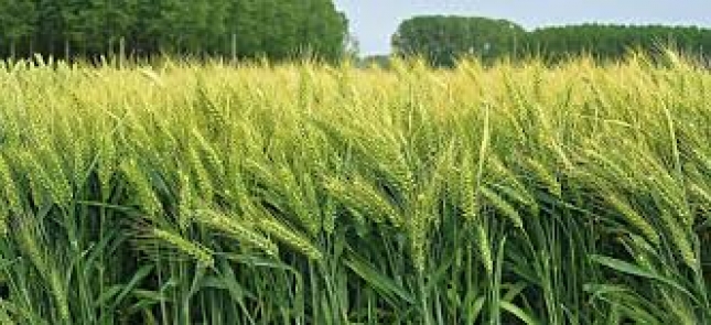 La cosecha mundial de cereales caer un 1 % y se quedar en 2.072 millones de toneladas