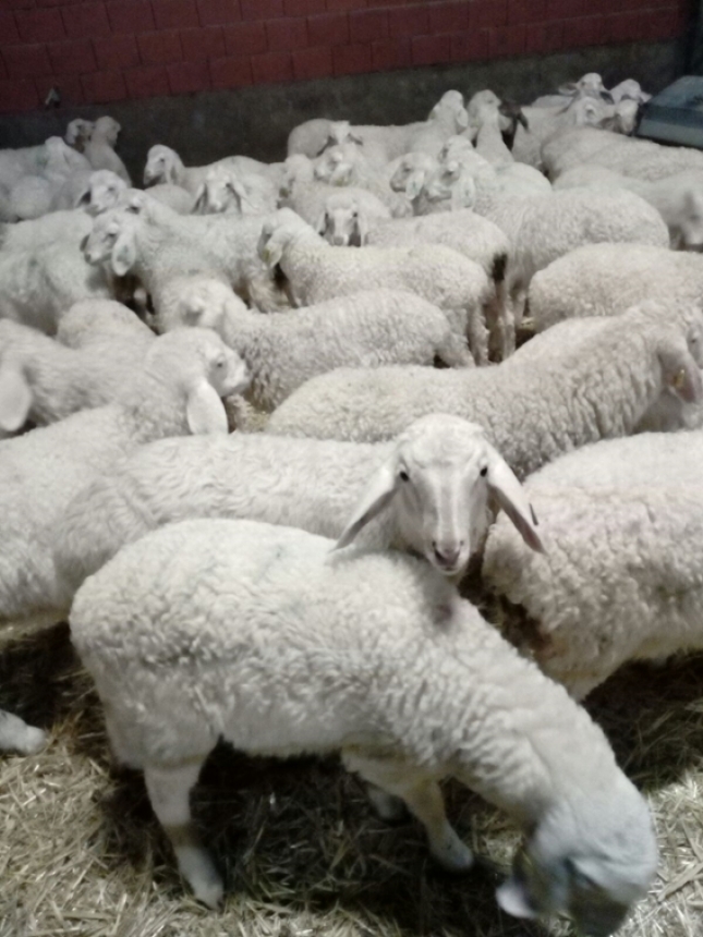 Diseo de pautas posolgicas para la administracin de antimicrobianos en ganado