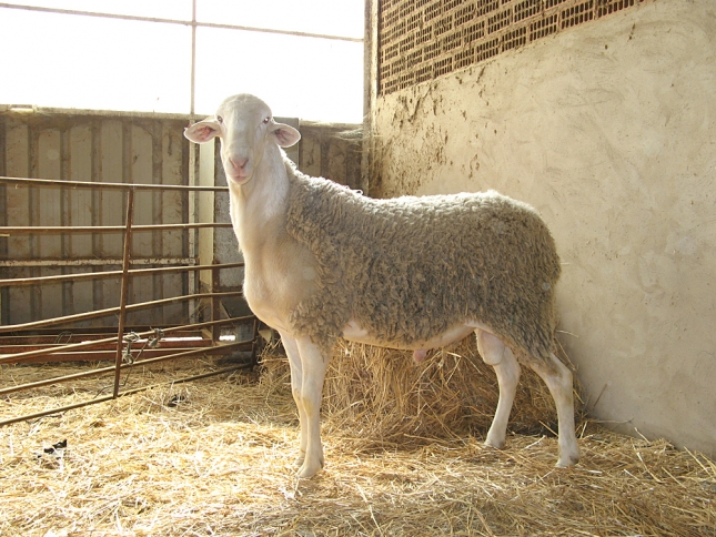 Transmisin entre animales de ovino del estmulo sobre cambio del ritmo circadiano