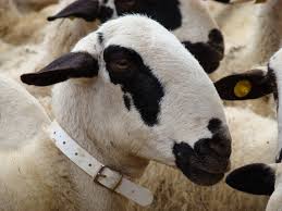 raza de ovino montesina web