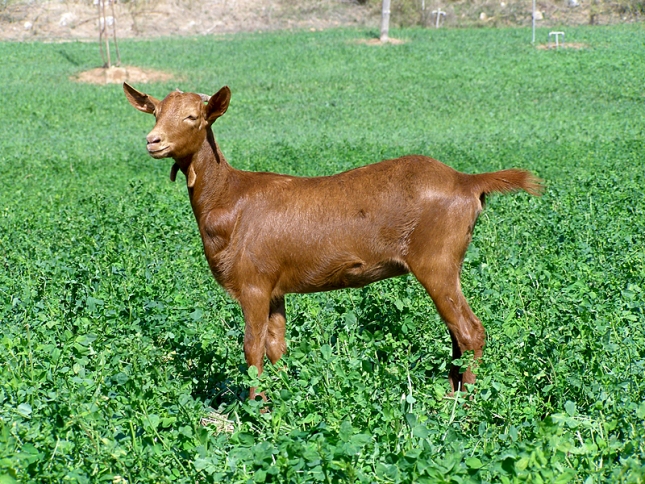 El territorio de las razas (VI): Crecimiento de la cabra Malaguea en los ltimos cinco aos