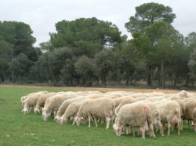 Las ovejas de raza manchega incrementaron ms de un 5% la produccin media de leche en el ltimo ao