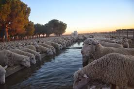 ovejas bebiendo agua