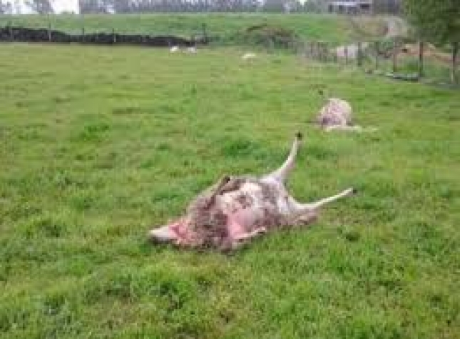 La causa de la muerte de unas ovejas en Zaragoza se produjo por el ataque de un cnido y no por buitres