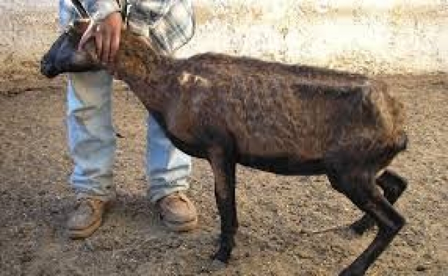 Priones de scrapie atpico de ovino y caprino podran ser el origen de las vacas locas