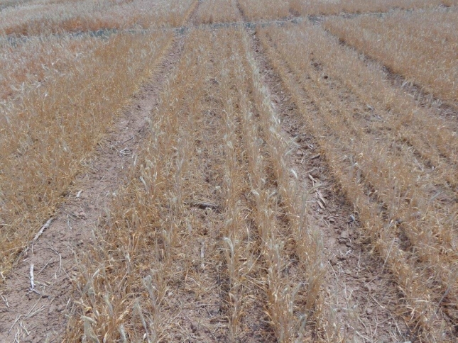 Se complica la nascencia en el trigo de secano y previsible aumento de superficie en el de regado en la provincia de Len