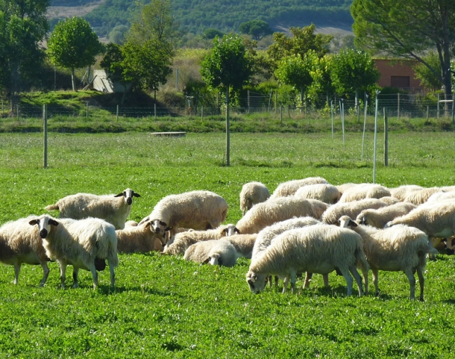 Una herramienta permitir monitorear los pastos y seguir al ganado por GPS en Asturias