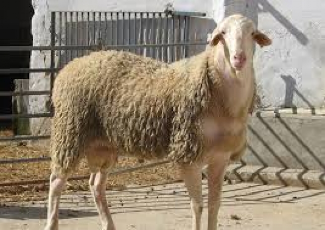 El Reino Unido podr seguir exportando a la UE material gentico de ovino y caprino tras el Brexit