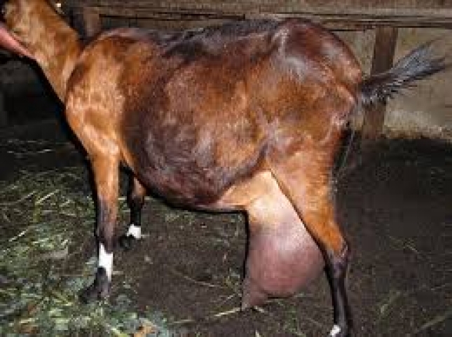 Infección intramamaria crónica por ‘Listeria monocytogenes’ en una cabra clínicamente sana