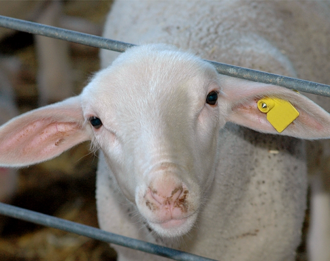 Un total de 45 empresas y 3 asociaciones estn adheridos al Programa Reduce de ovino de cebo
