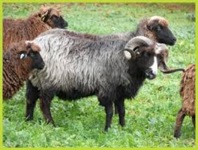 Reclama 7.500 euros por la muerte de decenas de ovejas xaldas y corderos por el ataque de osos