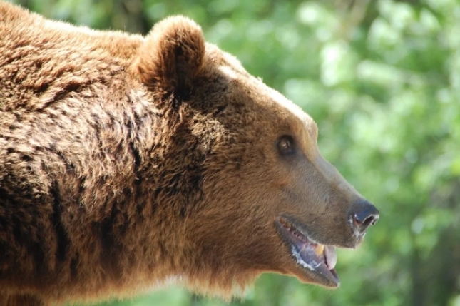 El Gobierno de Aragn enva una carta a la Generalitat de Catalua para que se haga cargo del oso Goiat