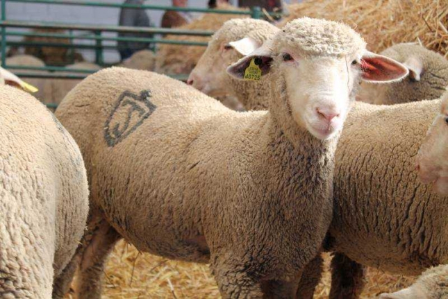Caen las exportaciones de ovinos vivos a Libia y Lbano mientras se refuerza el comercio intracomunitario