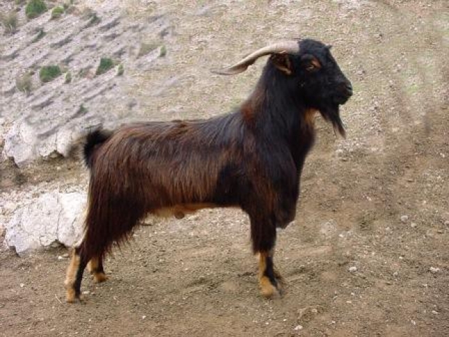 El territorio de las razas (XXXIX): Monca�na, la cabra de los peque�os reba�os