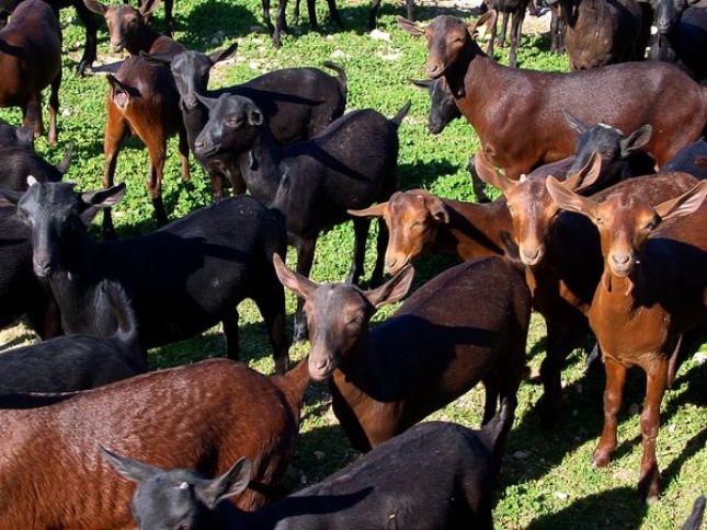 COAG pide una solucin para compatibilizar el uso de los montes entre ganaderos y cazadores