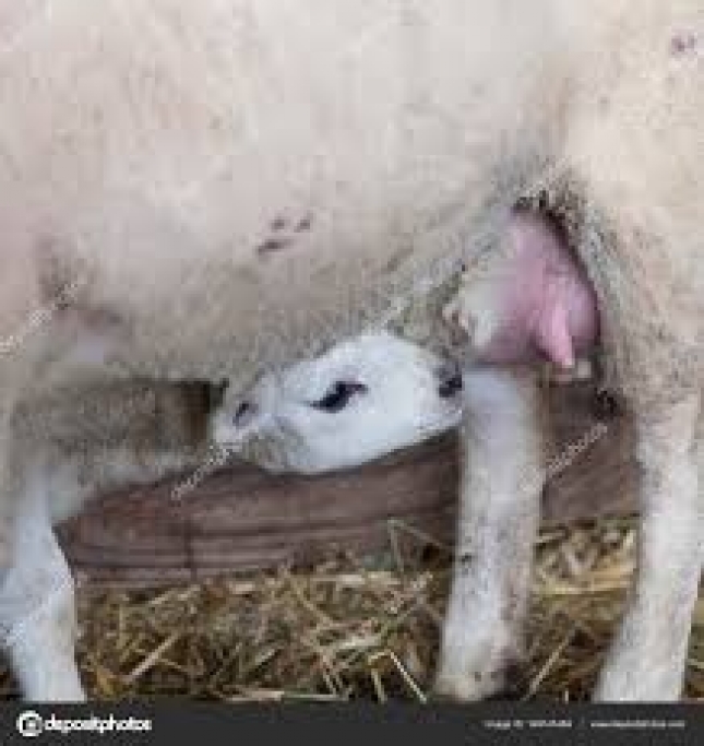 Una investigacin sobre los factores asociados con la produccin de calostro de oveja indica que la raza y la estructura del rebao son determinantes