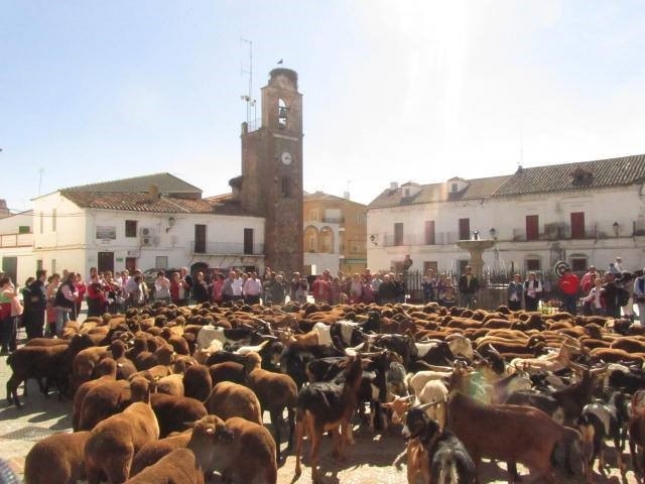 Los municipios extremeos de Siruela y Tamurejo celebran este sbado la IV Fiesta de la Trasterminancia con una magnfica ruta por la Caada Real de Las Merinas