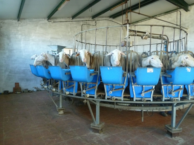 Ms del 70% de los contratos lcteos firmados en ovino recogen un precio fijo