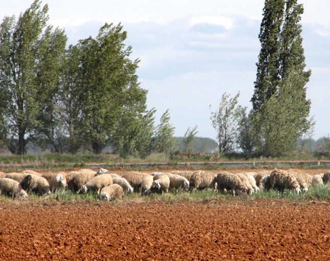 La Rioja recibe 336 peticiones de ganaderos para las ayudas por la sequa
