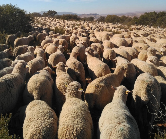 ALUMNOS DE JAN VIVEN DE CERCA LA ACTIVIDAD DE LOS PASTORES Y VALORAN LA IMPORTANCIA DE SU TRABAJO