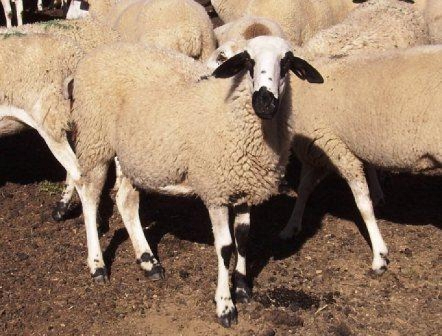 El MAPA suma otra raza pura de ganado ovino al plan espaol de preservacin de ADN