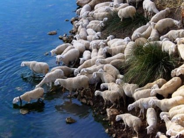 Efecto de la restriccin hdrica en el estado productivo y reproductivo de las ovejas