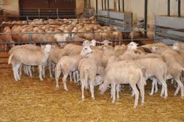 Extremadura sera la primera regin productora de ovino de Europa con el Brexit
