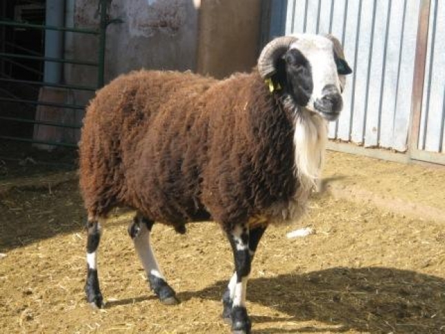 El territorio de las razas (XXVII): Chamarita, la oveja de los grandes rebaos