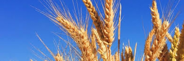 El trigo sube bruscamente en los mercados internacionales